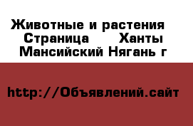  Животные и растения - Страница 26 . Ханты-Мансийский,Нягань г.